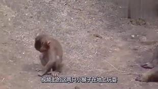 猴视频搞笑视频,欢乐无限，笑点连连